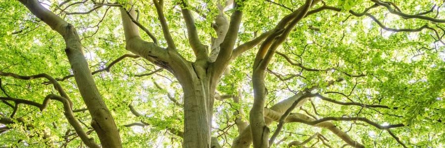 The Benefits of Hiring a Tree Surgeon