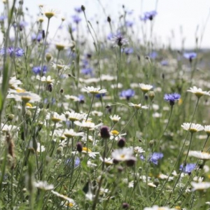 Wildflower Seeds