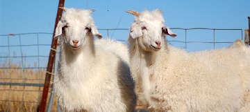 Cashmere goat