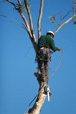 Tree Surgeon Removing Branches In Cheltenham