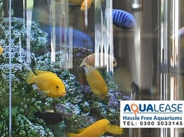 https://www.aqualease.co.uk/ website